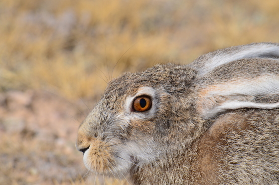 Red Rock Lakes National Wildlife Refuge