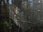 Smoky Mountain National Park