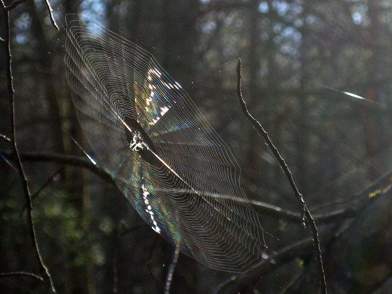 Smoky Mountain National Park