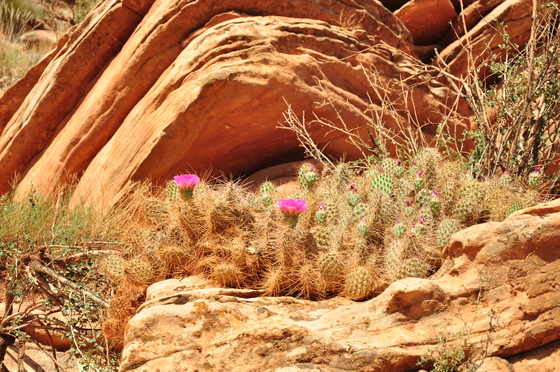 Grand Canyon National Park