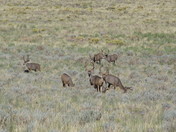 Great Sand Dunes National Park and Preserve