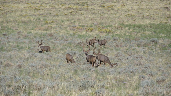Great Sand Dunes National Park and Preserve