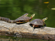 snake and turtle friends
