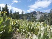 Granite Chief Wilderness