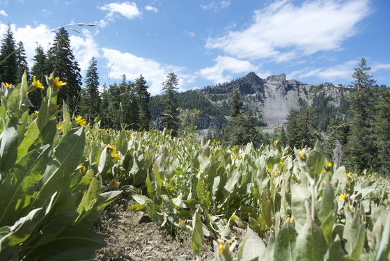 Granite Chief Wilderness
