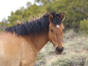 Pryor Mountain HMA
