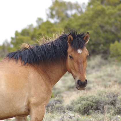 Pryor Mountain HMA