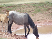 Pryor Mountain Wild Horse Range