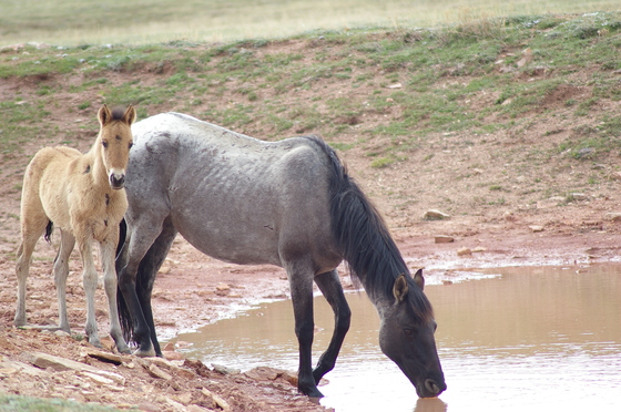 Pryor Mountain Wild Horse Range