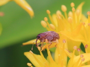 Weevil