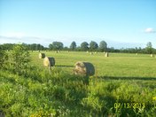 Round Hay bails 
