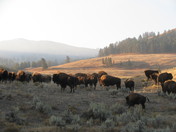 Yellowstone