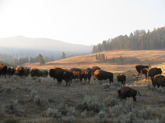 Yellowstone