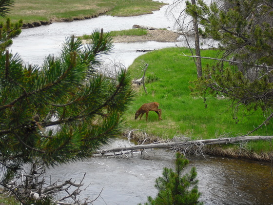 Yellowstone National Park 