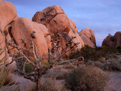 Joshua Tree National Park