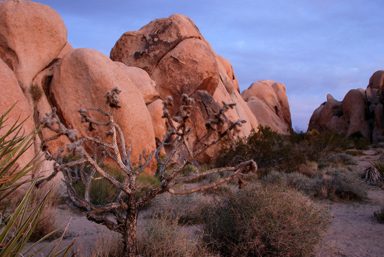 Joshua Tree National Park
