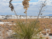 White Sands National Monument