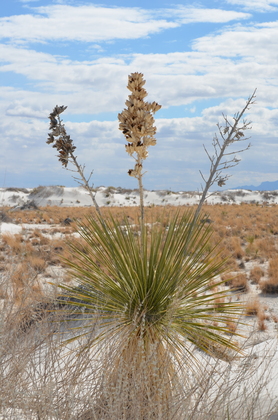 White Sands National Monument