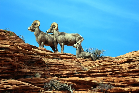 Zion National Park