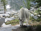 Wenatchee National Forest