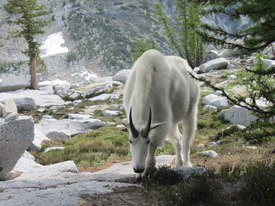 Wenatchee National Forest