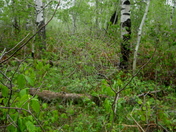Black Hills National Forest