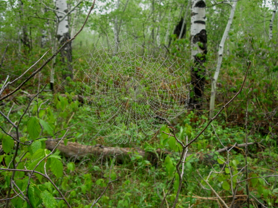 Black Hills National Forest