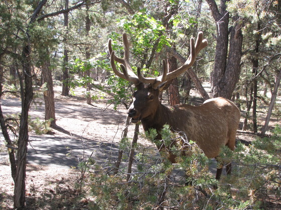 Grand Canyon Mather Campground