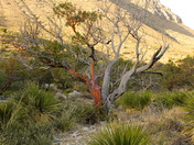 Guadalupe Mountains National Park