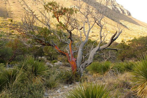 Guadalupe Mountains National Park