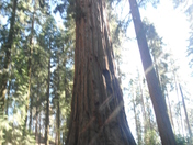 Yosemite Sequoias 