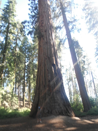 Yosemite Sequoias 