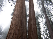 Sequoia & Kings Canyon National Parks