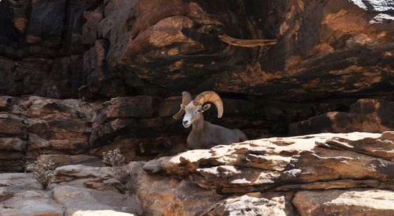 Grand Canyon National Park