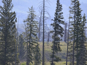 Yellowstone