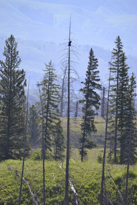 Yellowstone
