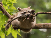 Racoon At Play
