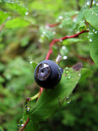 Olympic National Park
