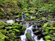 Olympic National Park