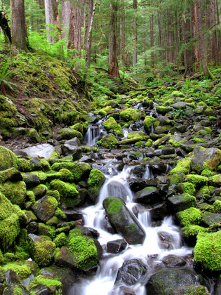 Olympic National Park