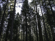 Stanislaus National Forest