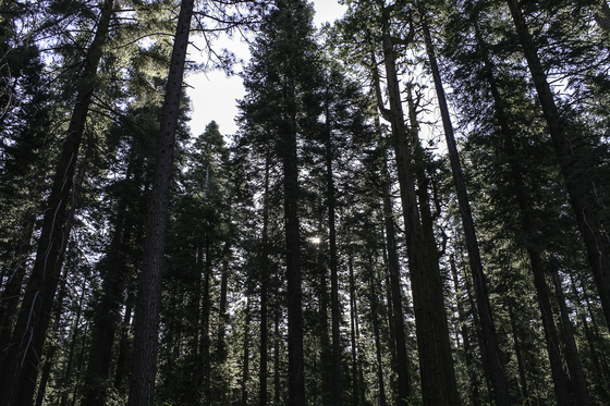 Stanislaus National Forest