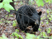 Great Smoky Mountains National Park