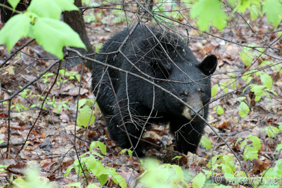 Great Smoky Mountains National Park