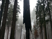 Sequoia National Park