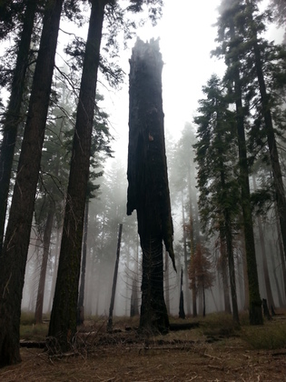 Sequoia National Park