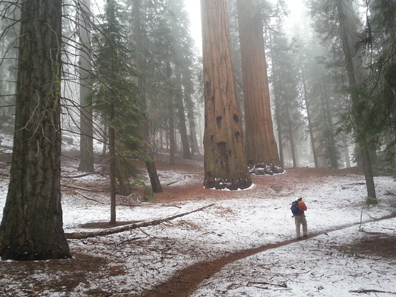 Sequoia National Park