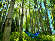 Gunnison National Forest