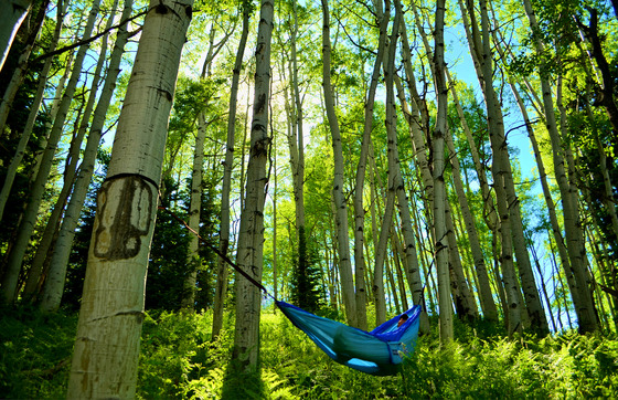 Gunnison National Forest