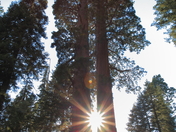 Sequoia National Park